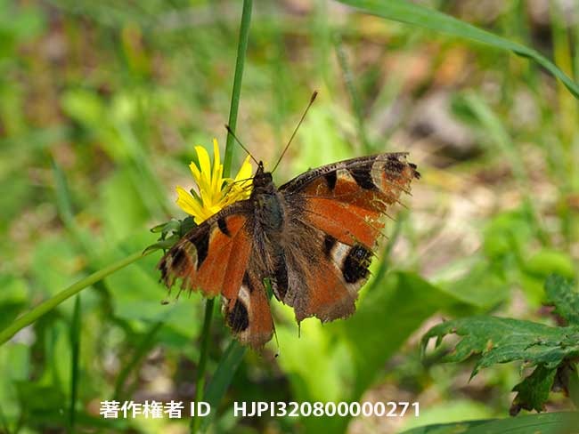 ぼろぼろのクジャクチョウ　Inachis io