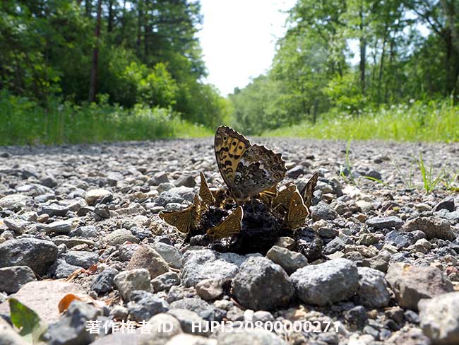 ヤマキマダラヒカゲとコチャバネセセリ　Neope niphonica