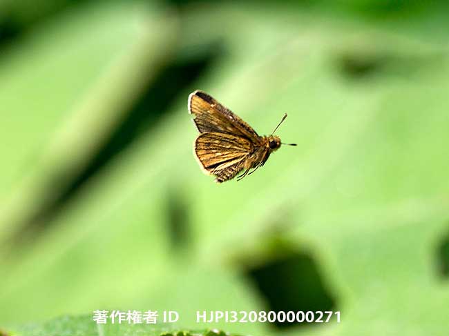 コチャバネセセリの飛翔　Thoressa varia