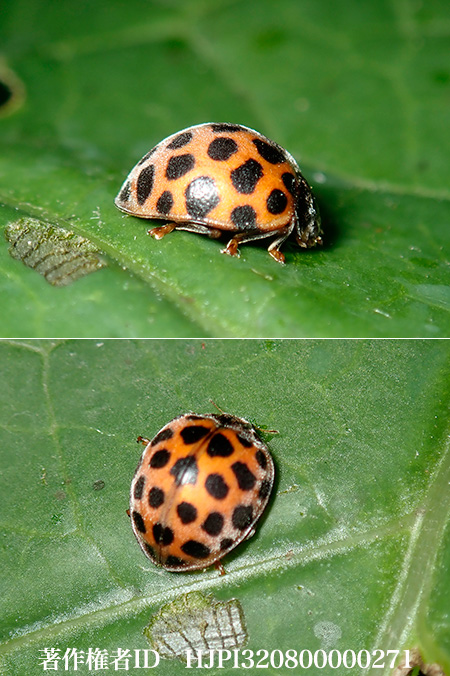 エゾアザミテントウ　Epilachna pustulosa