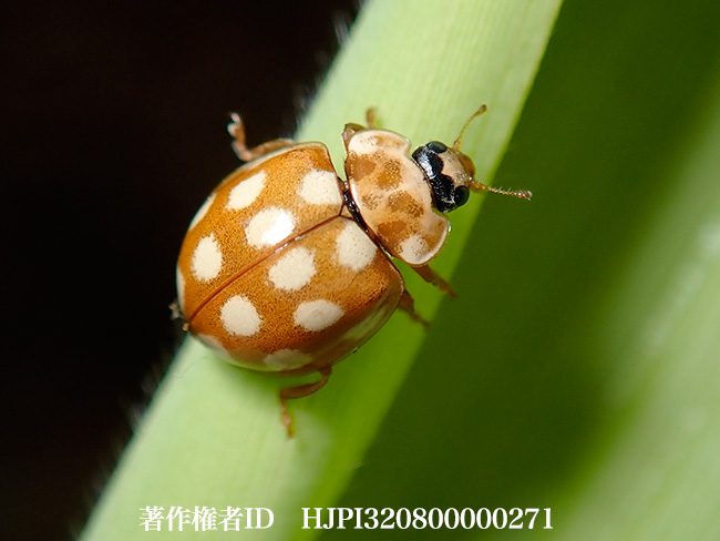 シロジュウシホシテントウ　Calvia quatuordecimguttata