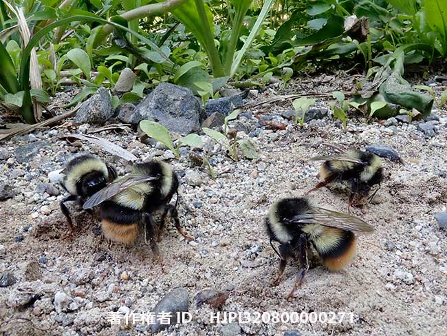 エゾオオマルハナバチ Bombus hypocrita