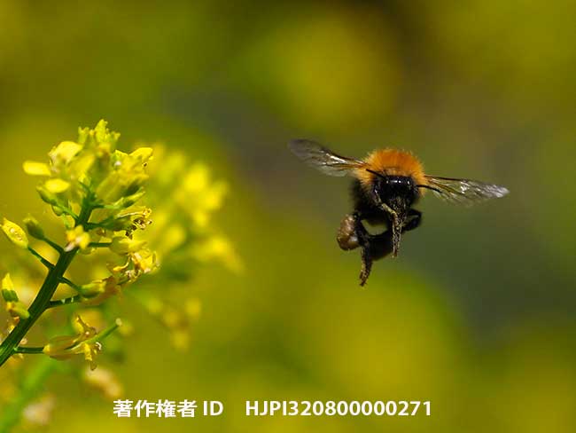 アカマルハナバチ　Bombus hypnorum