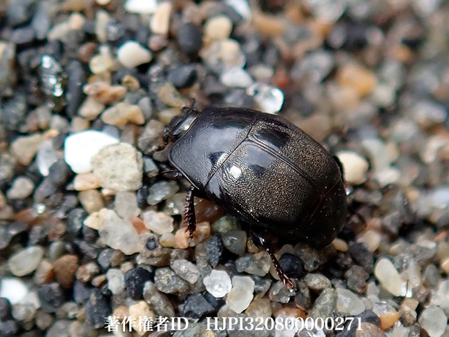 ハマベエンマムシ　Hypocaccus sp.