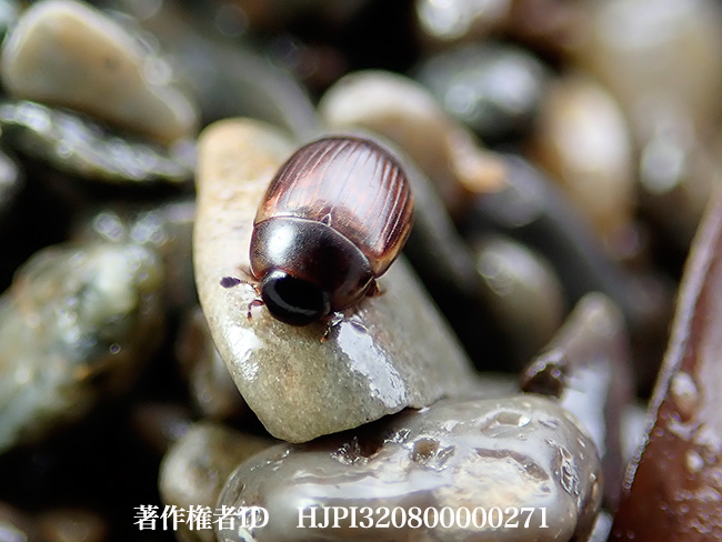 コケシガムシ　Cercyon sp.