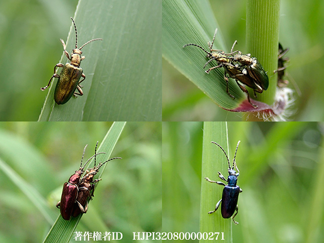 スゲハムシの色彩変異　Plateumaris sericea