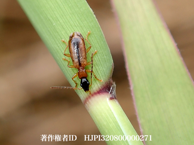 ヒメミズギワアトキリゴミムシ　Demetrias amurensis