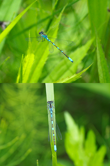 エゾイトトンボ　Coenagrion lanceolatum
