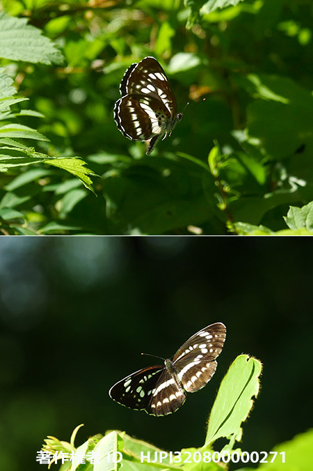 庭のホシミスジ　Neptis pryeri