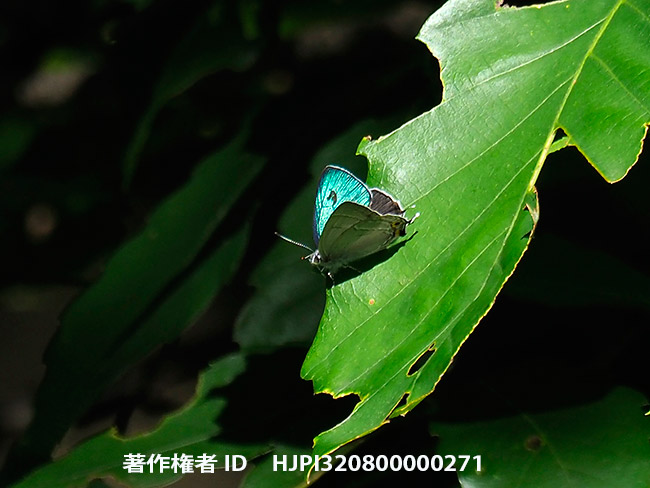 オオミドリシジミ登場　Favonius orientalis