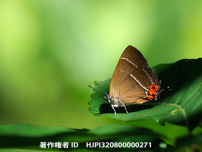 庭のアイノミドリシジミのメス　Chrysozephyrus brillantinus