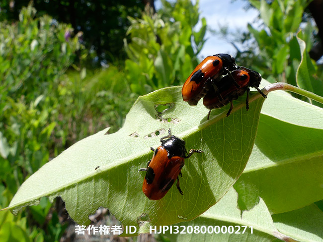 ヨツボシナガツツハムシ　Clytra arida