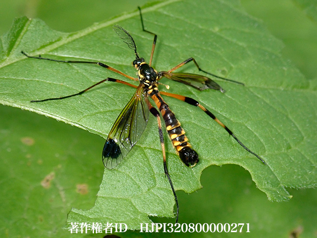 マルモンクシヒゲガガンボ　Ctenophora yezoana