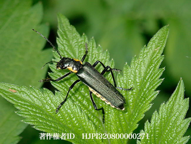 アオジョウカイ　Themus cyanipennis