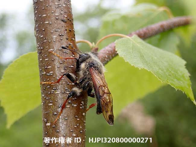 コンボウハバチの仲間