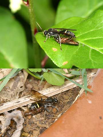 今日からアメリカへ　ツヤキスジジガバチ