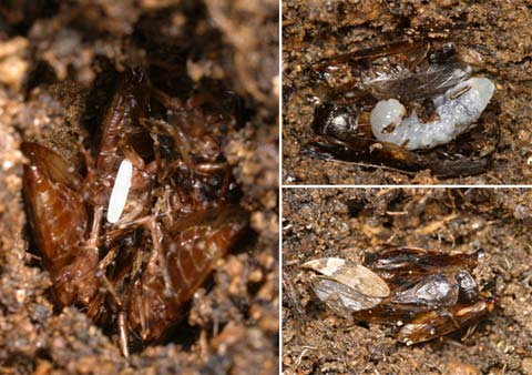 ツヤキスジジガバチの巣の中　Gorytes tricinctus