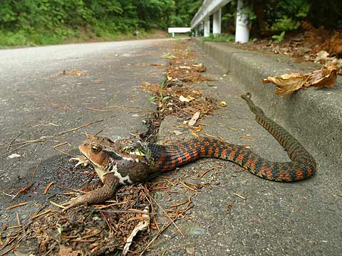 ヒキガエルをのむヤマカガシ