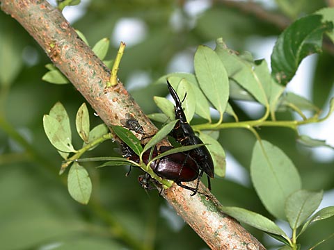 ヤナギにいたノコギリクワガタ　Prosopocoilus inclinatus