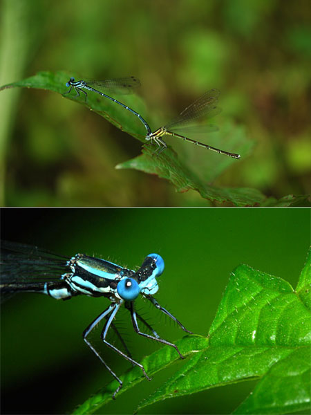 アマゴイルリトンボ　Platycnemis echigoana