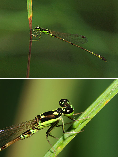 ヒヌマイトトンボ　Mortonagrion hirosei