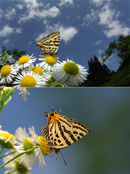 キマダラルリツバメ　Spindasis takanonis