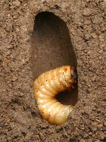 カブトムシの前蛹　Allomyrina dichotoma