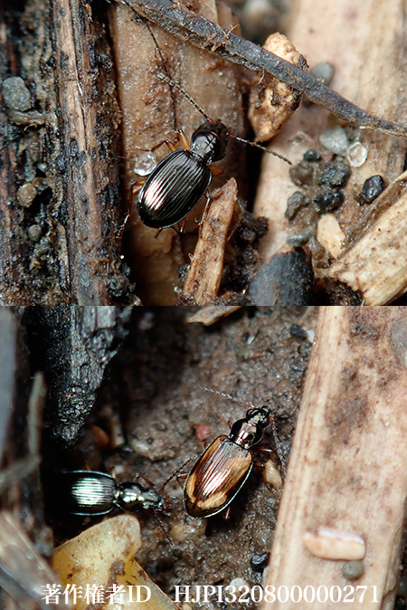 オオズミズギワゴミムシ　Bembidion quadriimpressum