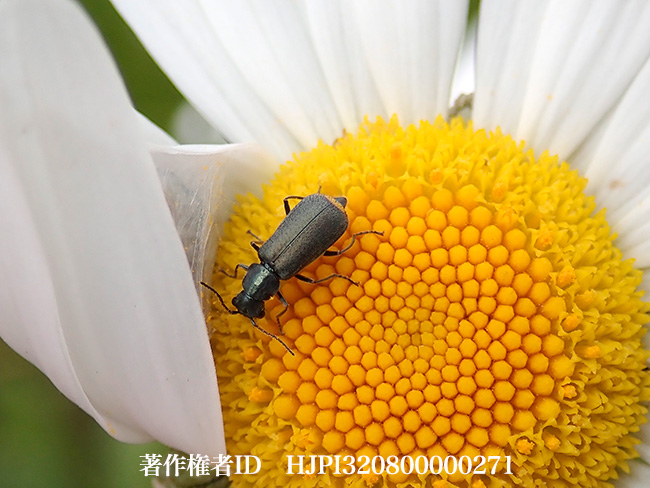 ツマキアオジョウカイモドキ　Malachius prolongatus