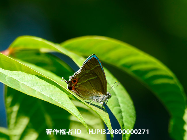 庭のジョウザンミドリシジミ　Favonius taxila