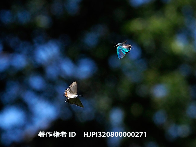 ジョウザンミドリシジミのテリトリー争い　Favonius taxila