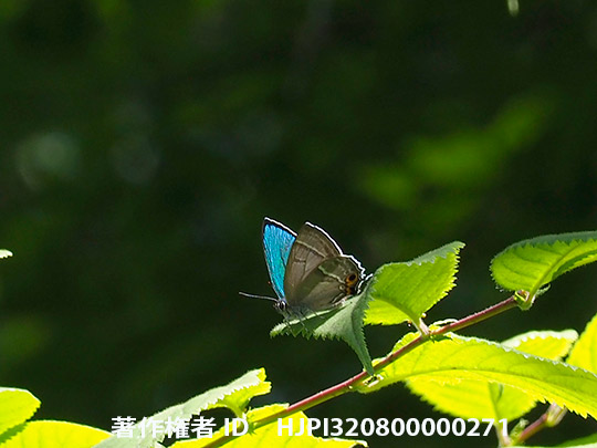 メスアカミドリシジミ　Chrysozephyrus smaragdinus