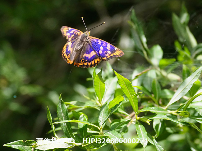 コムラサキの飛翔　Apatura metis