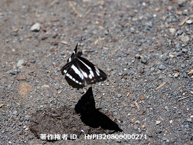 ミスジチョウの飛翔　Neptis philyra