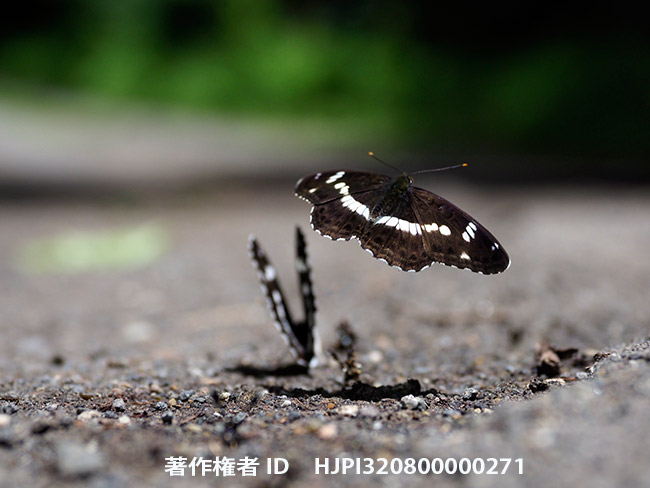 イチモンジチョウの飛翔　Limenitis camilla