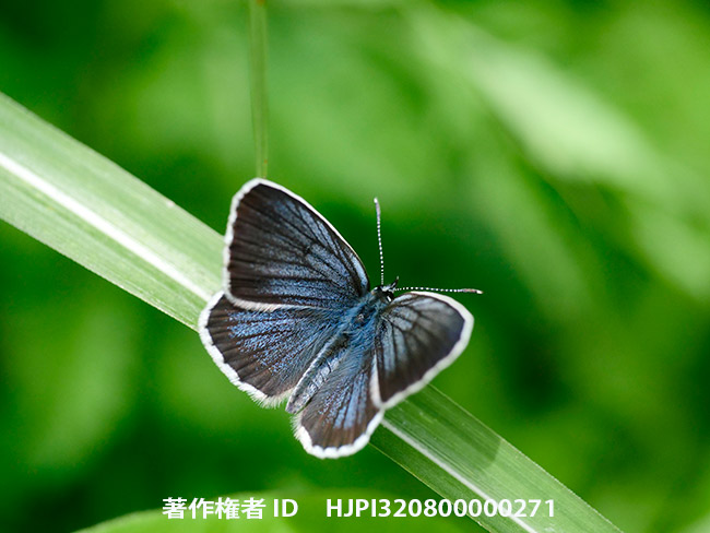 アサマシジミ　Lycaeides subsolana