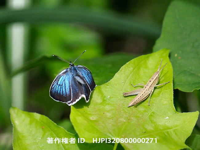 アサマシジミの飛翔　Lycaeides subsolana