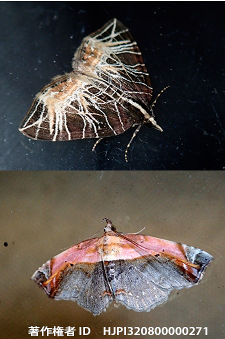 とても綺麗なモモイロツマキリコヤガ Lophoruza pulcherrima