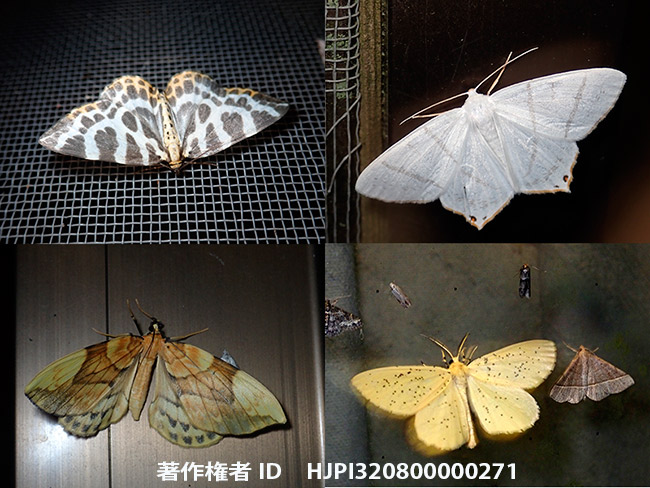 綺麗なシャクガ　