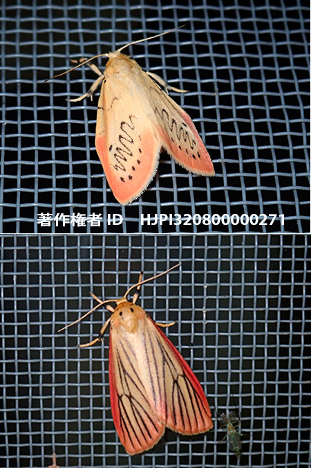 オオベニヘリコケガとベニヘリコケガ