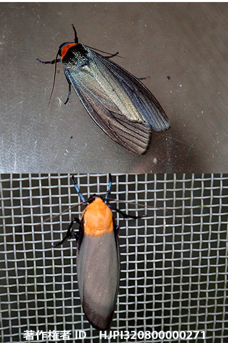 クビワウスグロホソバとヨツボシホソバ