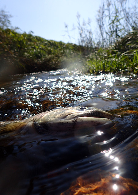 生きもの写真リトルリーグ2018
