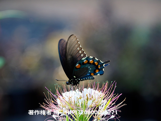 初アメリカ（アオジャコウアゲハ Battus philenor)