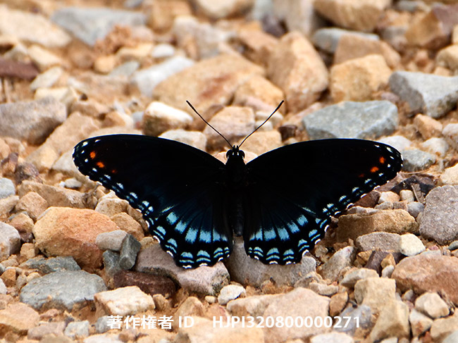 アオジャコウアゲハに擬態するアメリカアオイチモンジ　Limenitis arthemis