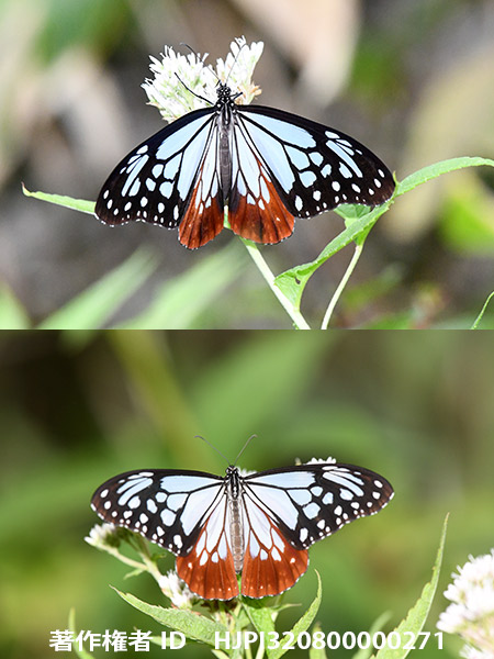 アサギマダラのオスとメス（翅の表）