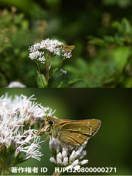 D850でアカセセリを撮る　Hesperia florinda