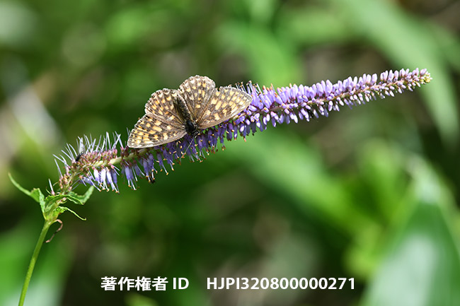 コヒョウモンモドキ　Melitaea ambigua