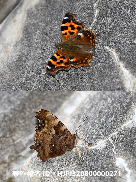 エルタテハ　Nymphalis vaualbum