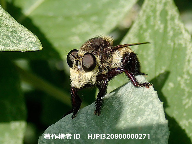 可愛いムシヒキアブの仲間　Mallophora sp.