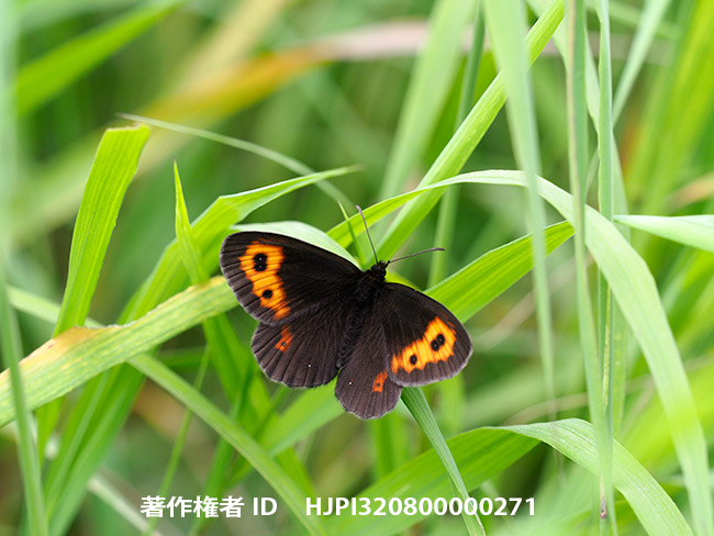 ベニヒカゲゲの発生が早い　Erebia niphonica